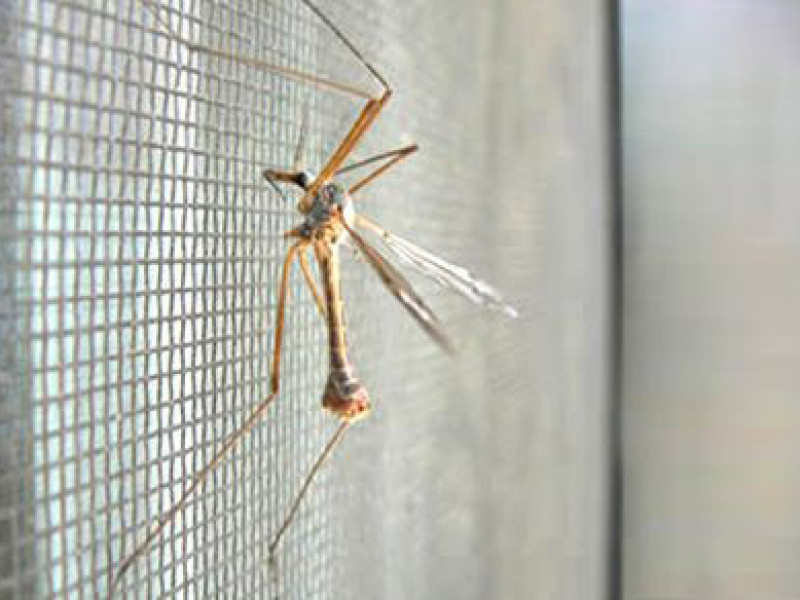 Állatbiztos szúnyogháló